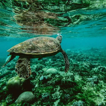 Stasher Sponsors Plastic Research Expedition with 5 Gyres
